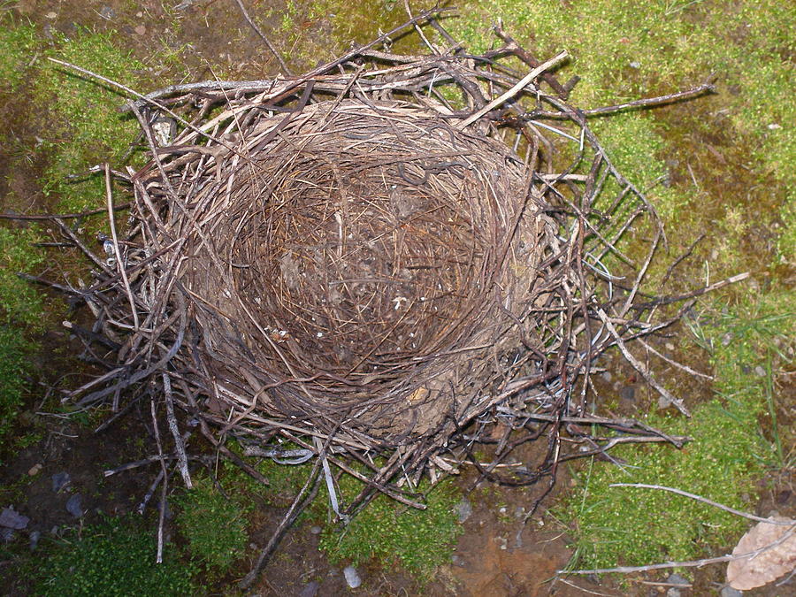 The Art of Nest Building Photograph by Deanna Arias - Fine Art America