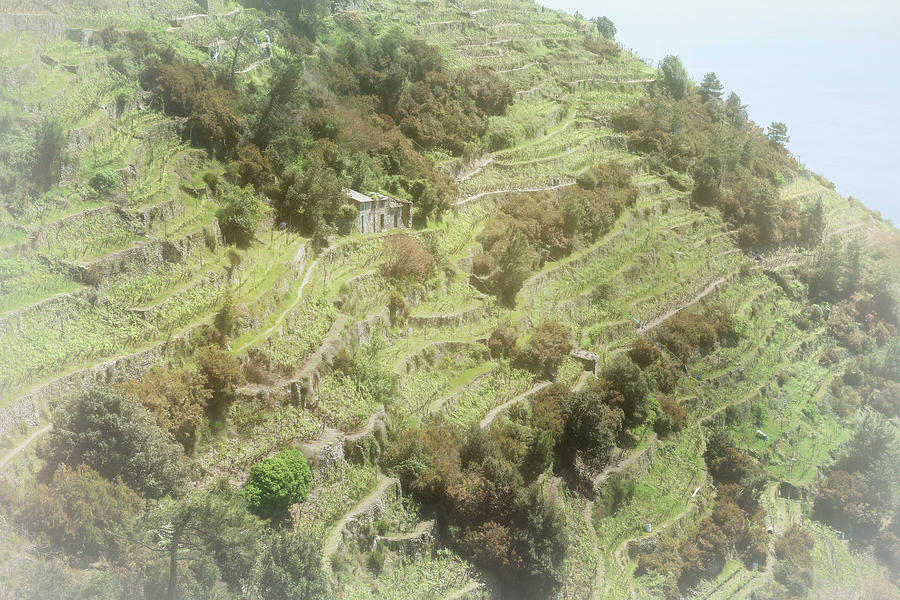 The Art of Terracing Cinque Terre Italy by Joan Carroll The Art of Terracing Cinque Terre Italy by Joan Carroll