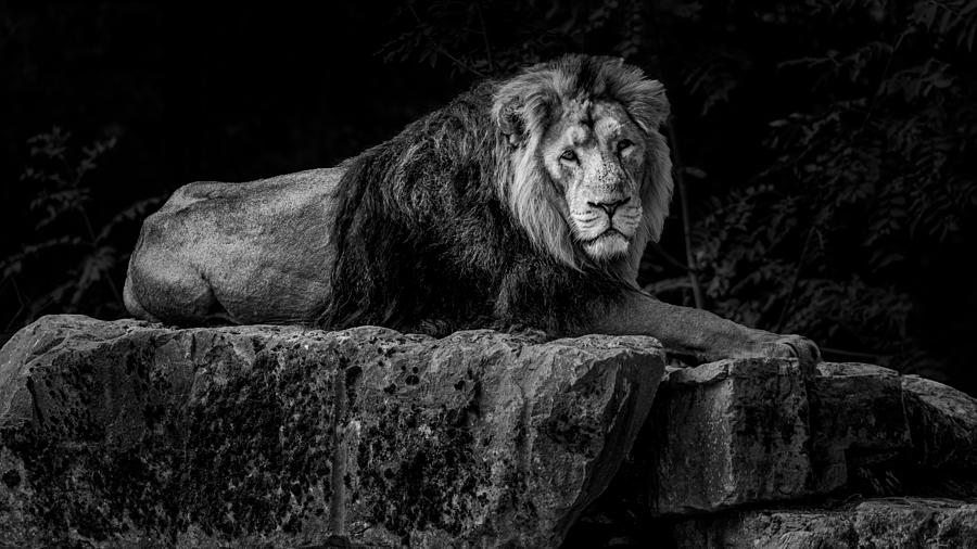 The Asiatic Lion Of Gujarat Photograph by Jean-marc Aloy