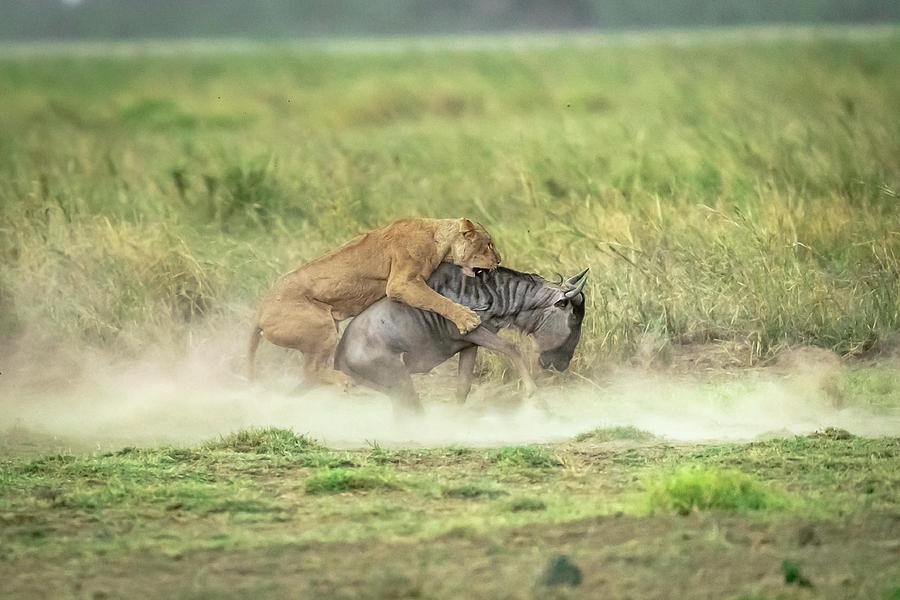 Lion Photograph - The Attack by Jeffrey C. Sink