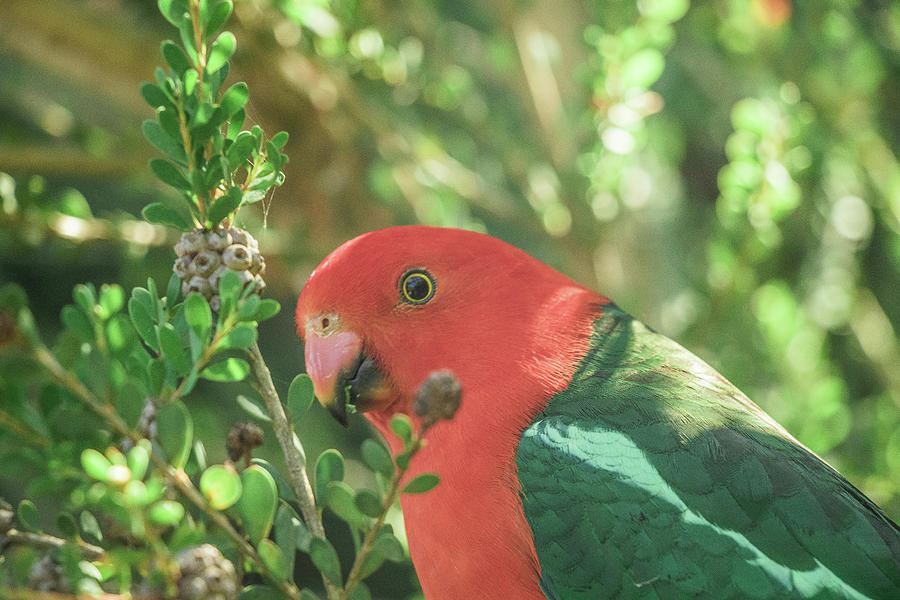 Parrot Photograph - The Australian King Parrot, Red And Green Colors by Cavan Images