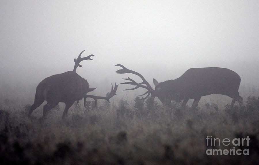 The Autumn Deer Rut Begins In Richmond Photograph by Dan Kitwood