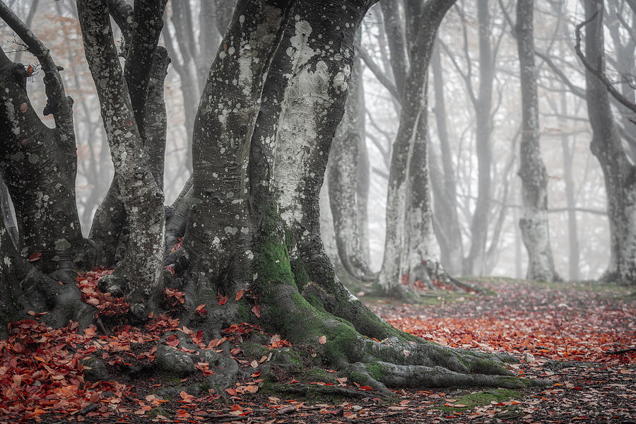 The Autumn Forest Photograph by Sergio Barboni