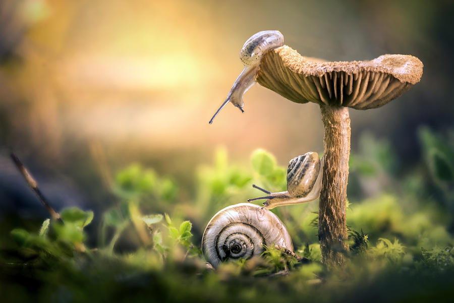 Mushroom Photograph - The Awakening Of Snails by Alberto Ghizzi Panizza
