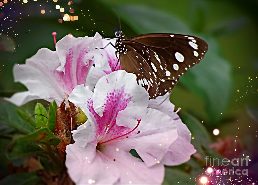 The Azalea And The Butterfly Photograph By Trudee Hunter | Fine Art America