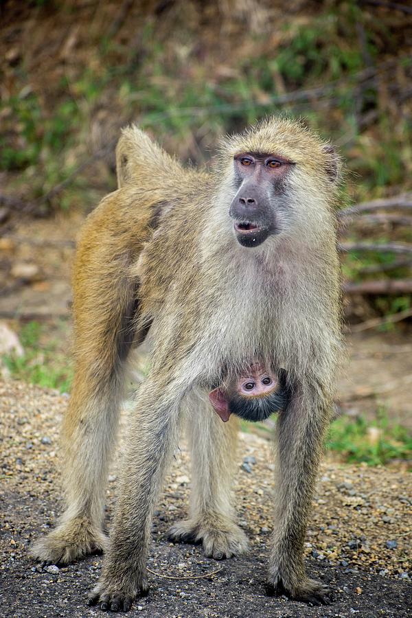 The Baboons family Photograph by Robert Grac