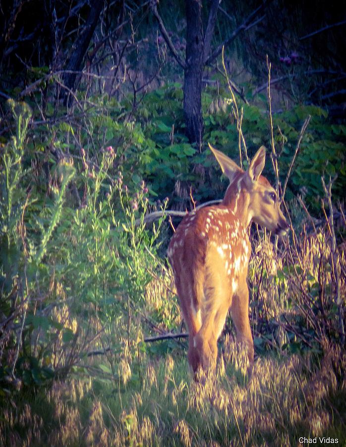 The Baby In The Woodlands Photograph by Chad Vidas - Pixels