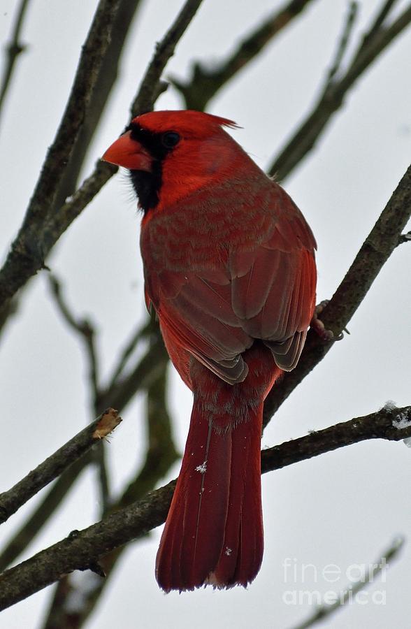 The Backside Of A Male Northern Cardinal Photograph by Cindy Treger