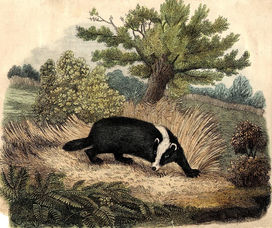 The Badger Digital Art by Hulton Archive