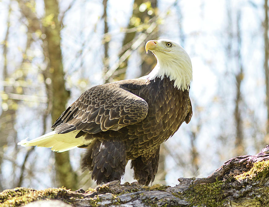 The Bald Eagle Collection II Photograph by Lisa Lambert-Shank