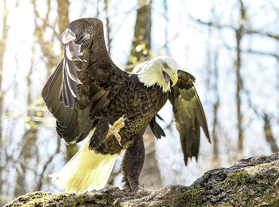 Eagle Photograph - The Bald Eagle Collection IV by Lisa Lambert-Shank