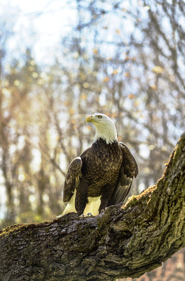 The Bald Eagle Collection IX Photograph by Lisa Lambert-Shank