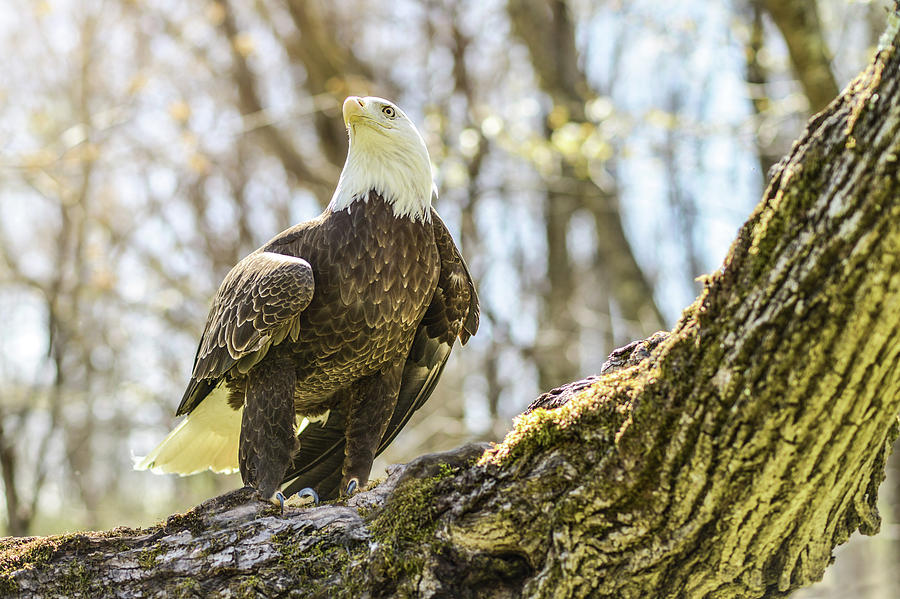 The Bald Eagle Collection VI Photograph by Lisa Lambert-Shank