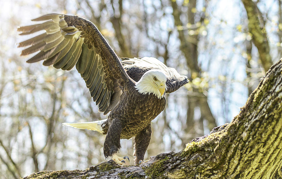 The Bald Eagle Collection VIII Photograph by Lisa Lambert-Shank