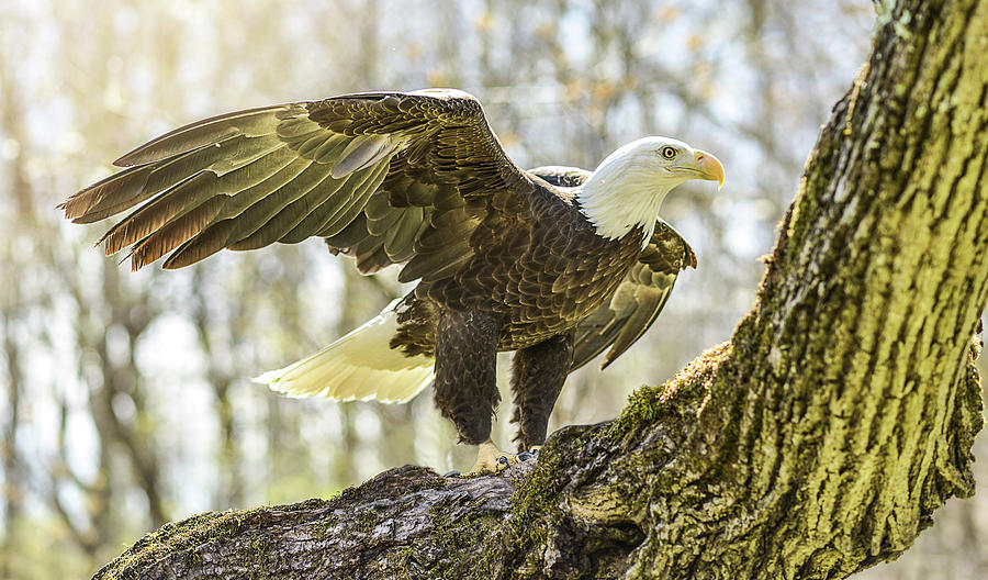 The Bald Eagle Collection X Photograph by Lisa Lambert-Shank