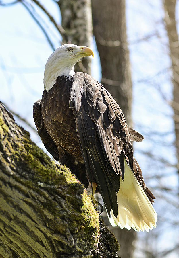The Bald Eagle Collection XI Photograph by Lisa Lambert-Shank