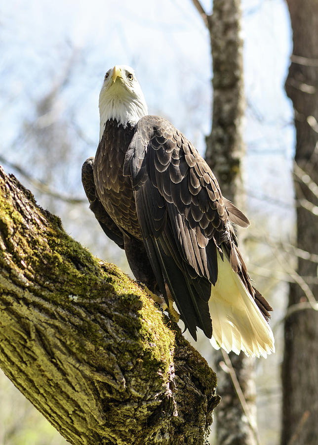 The Bald Eagle Collection Xii Photograph