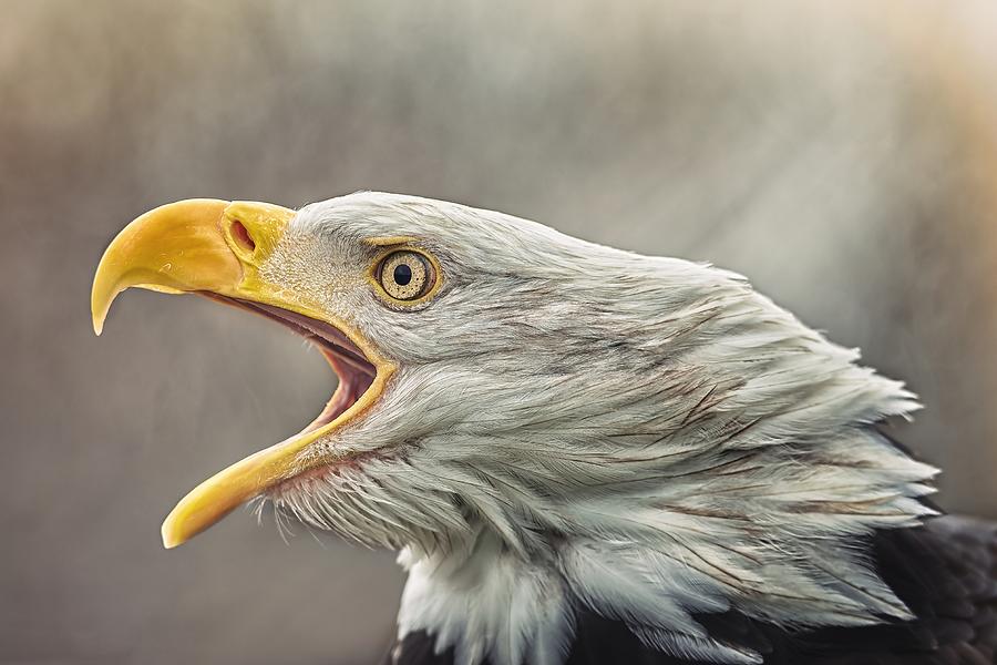The Bald Eagle (haliaeetus Leucocephalus) Photograph by Ji? vestka