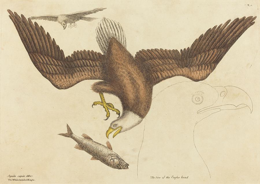 The Bald Eagle Painting by Mark Catesby The Bald Eagle Painting by Mark Catesby