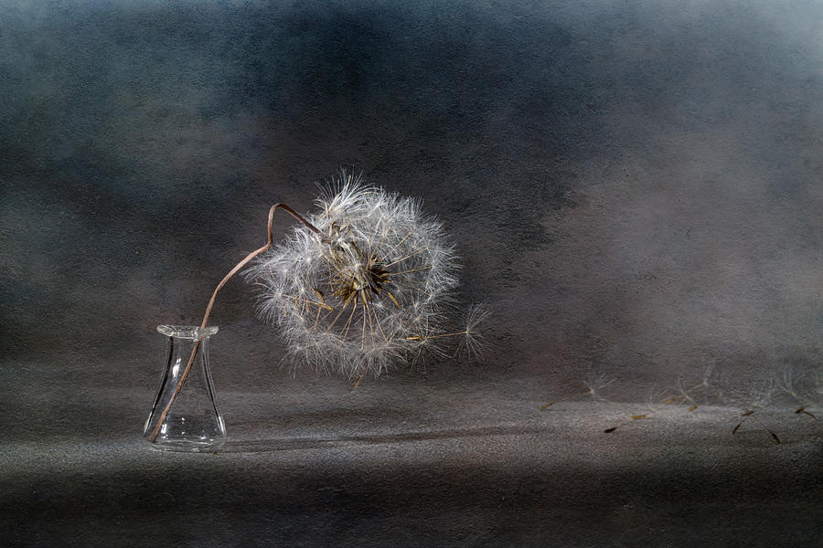 The Ballad Of The Dandelion... Photograph by Igor Kopcev