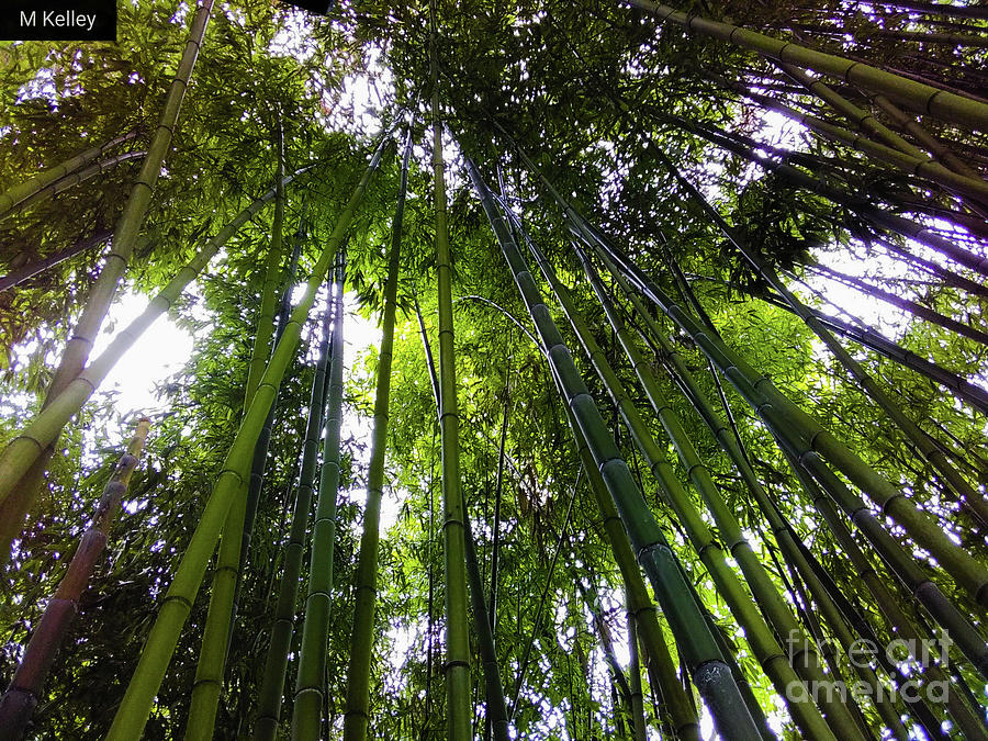 Claude Monet Photograph - The Bamboo Forest by Marsha McAlexander