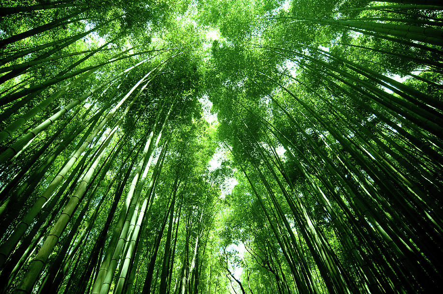 The Bamboo Forests Photograph by Graces Photo