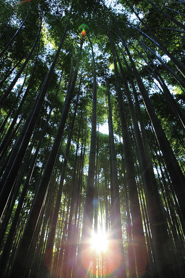 The Bamboo Grove In Sagano Photograph by Atsushi Hayakawa