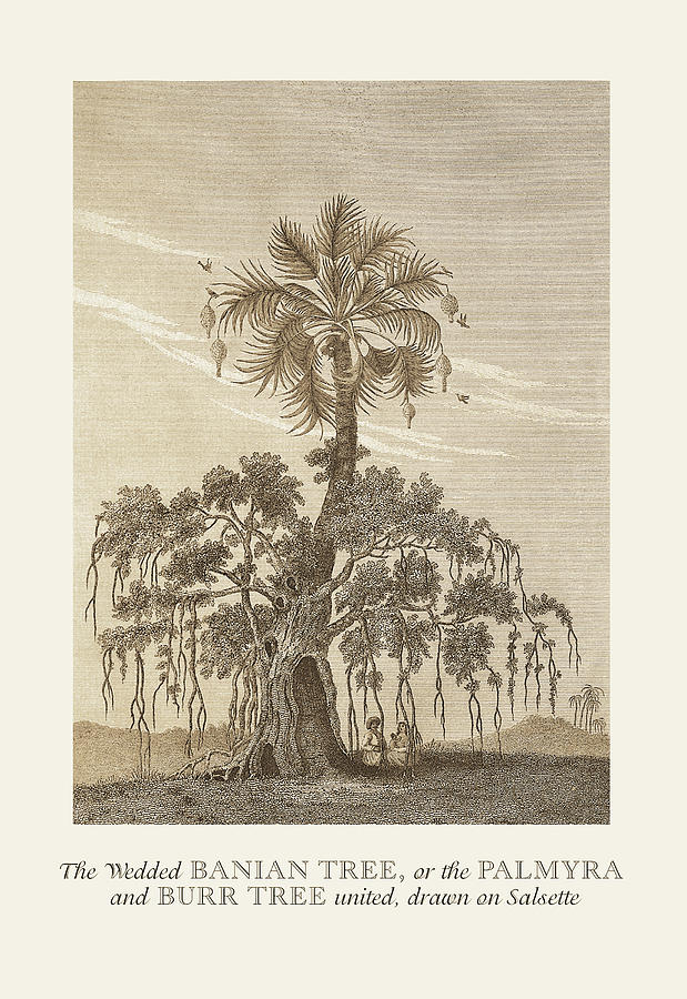 Tree Painting - The Banian Tree and Burr Tree, United by Baron de Montalemert
