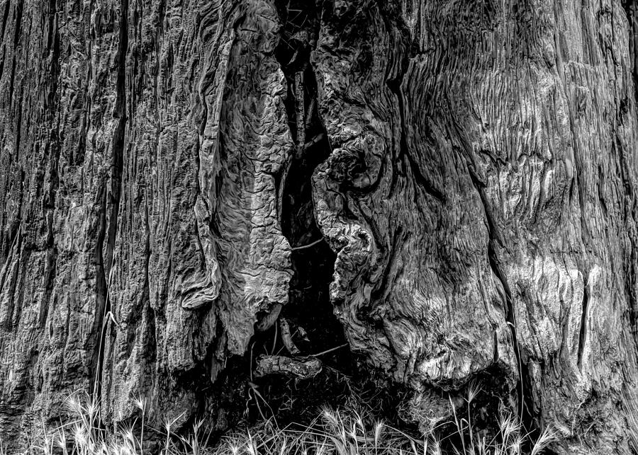 The bark of a coastal redwood in black and white, natural pattern Photograph by Alessandra RC