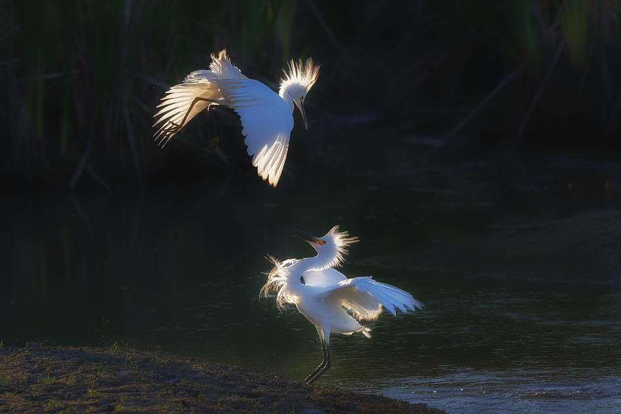 Nature Photograph - The Battle Of A Pair Of Snowy Egrets by Sheila Xu