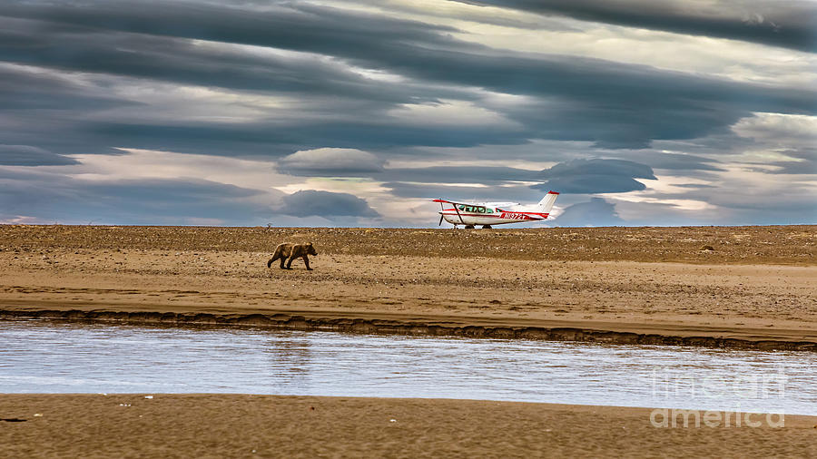 The bear and the airplane Photograph by Lyl Dil Creations
