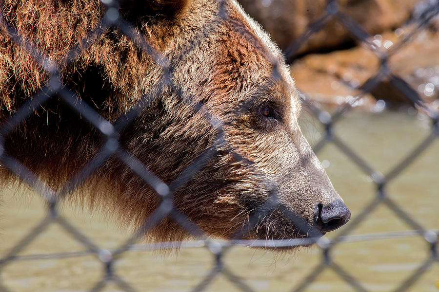 Wildlife Photograph - The Bear in the Cage by David Stasiak