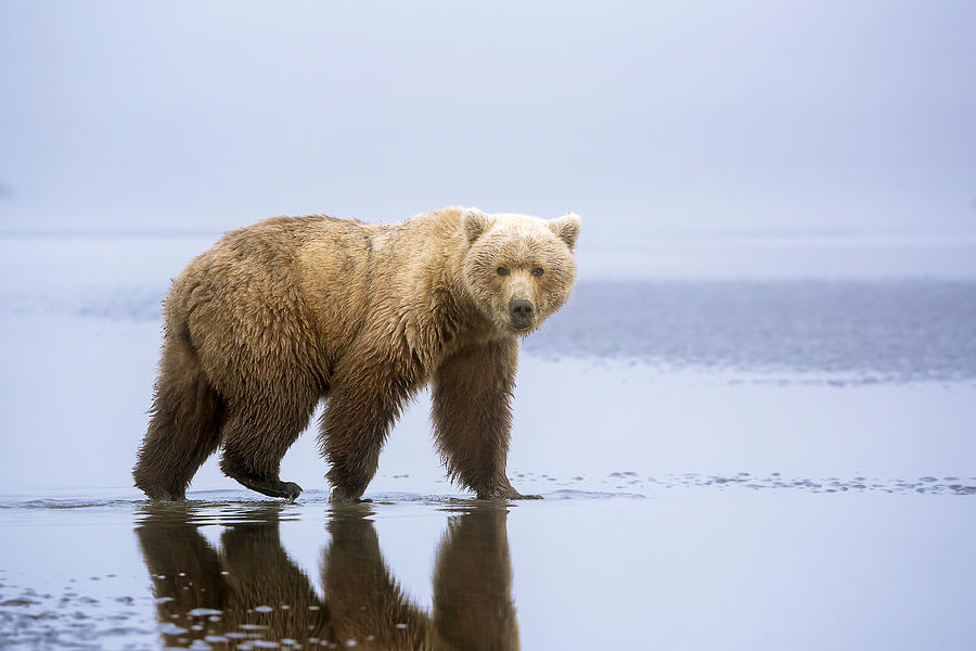 The Bear Walk Photograph by Renee Doyle