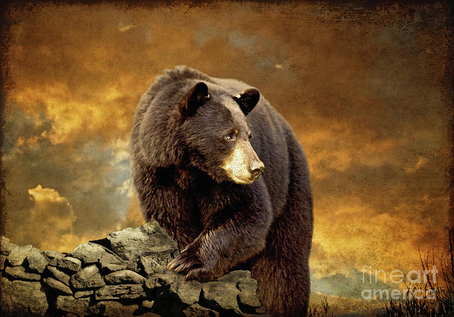 Bear Photograph - The Bear Went Over The Mountain by Lois Bryan