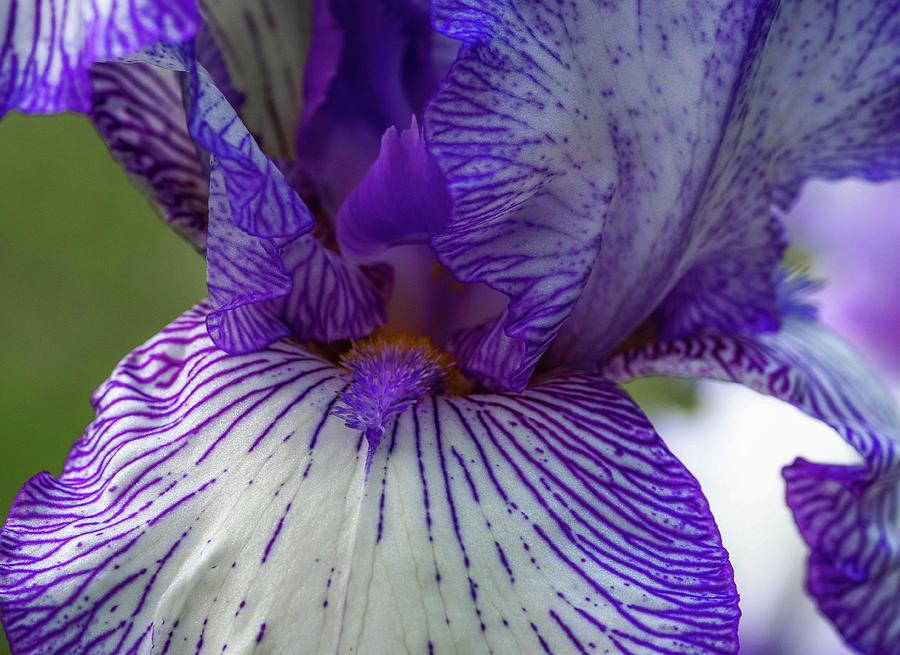 The Bearded Iris Photograph by Mary Lynn Giacomini - Fine Art America