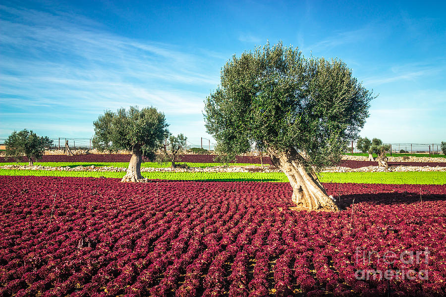 Landscapes Photograph - The Beautiful And Colorful Landscapes by Sabino Parente Landscapes Photograph - The Beautiful And Colorful Landscapes by Sabino Parente