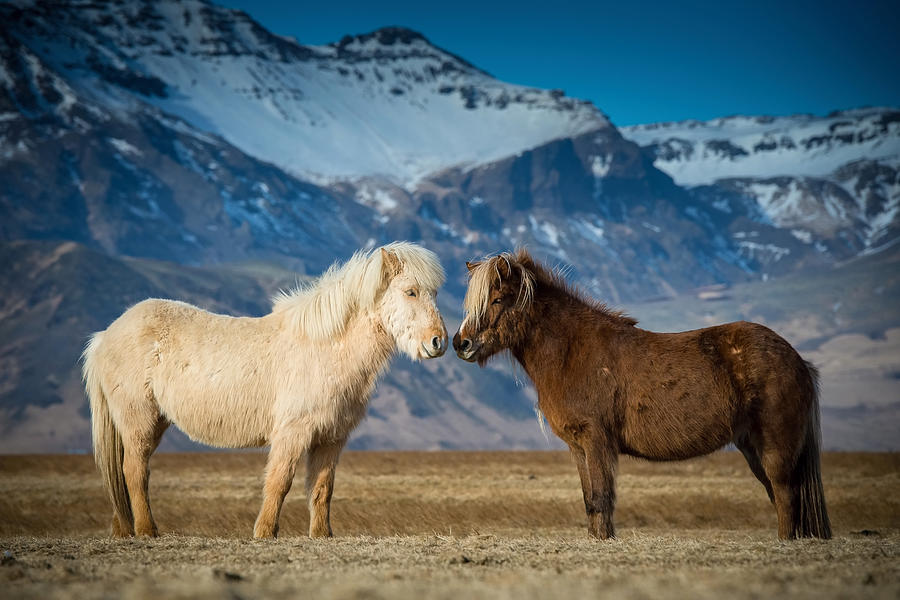 The Beautiful Horses Of Iceland Photograph by Petr Simon