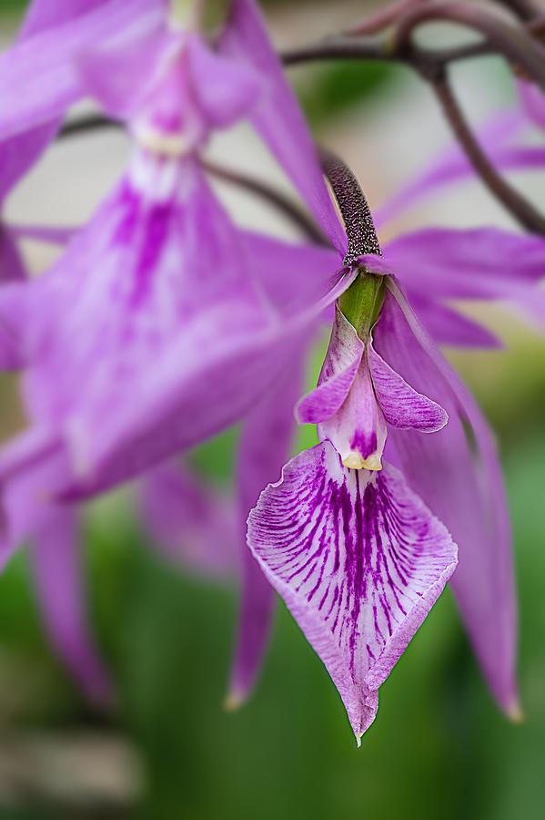 The beautiful orchid Photograph by Silvia Marcoschamer