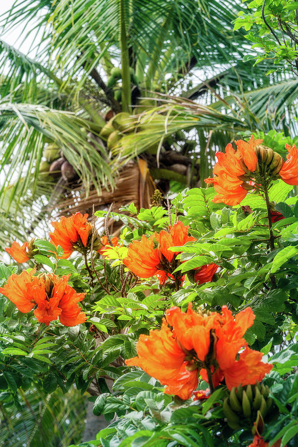 The beautiful red flowers of the African Tulip Tree by Daniela Constantinescu The beautiful red flowers of the African Tulip Tree by Daniela Constantinescu