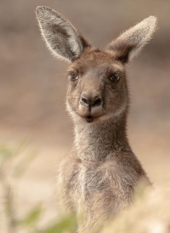 The Beautiful Roo Photograph by Ahmadabdelhameed - Fine Art America