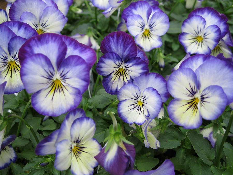 The Beautiful Smiling Pansies Photograph by Paul - Phyllis Stuart ...