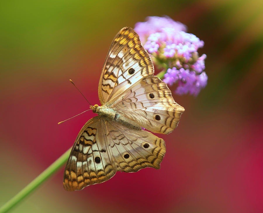 The White Peacock Butterfly Photograph by Will Moneymaker The White Peacock Butterfly Photograph by Will Moneymaker