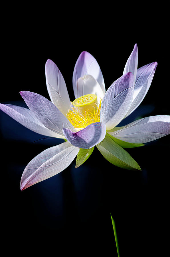 The Beauty of a White and Pink Lotus Photograph by Julie Palencia