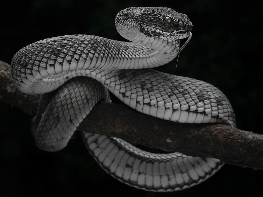 The Beauty Of Black And White Snake Photograph by Tantoyensen