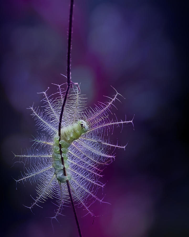 Insects Photograph - The Beauty Of Caterpillar by Fauzan Maududdin