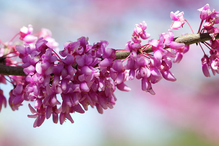 The Beauty of Eastern Redbuds Photograph by Kathy Clark