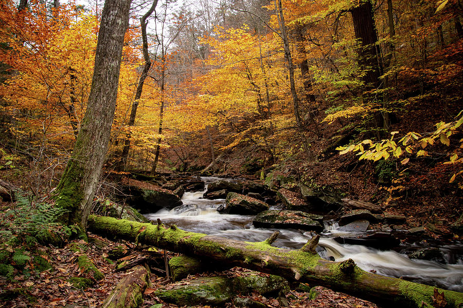 The Beauty of Fall - Ricketts Glen in PA Photograph by Rose Guinther