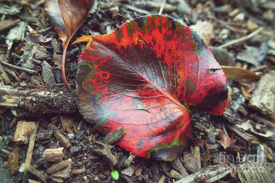 Nature Photograph - The Beauty of Fallen Leaves #2 by Davy Cheng
