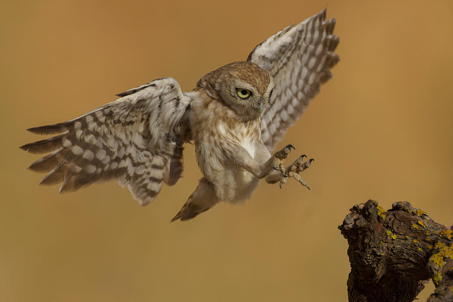 The Beauty Of Flight Photograph by David Manusevich - Fine Art America