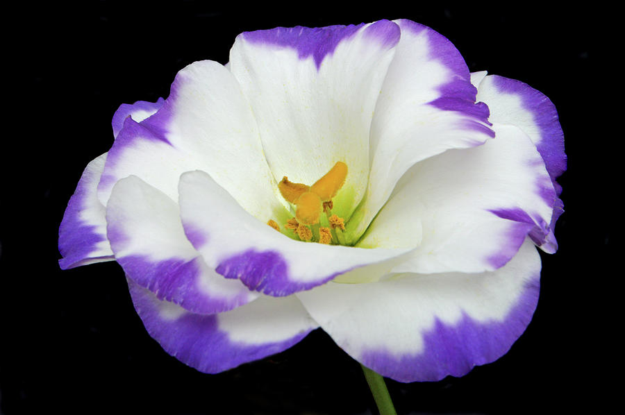The Beauty Of Lisianthus Photograph by Terence Davis